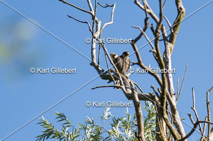 Karl-Gillebert-faucon-hobereau-Falco-subbuteo-1895
