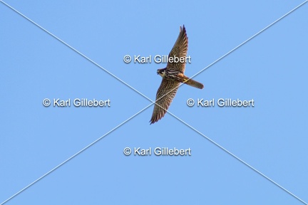 Karl-Gillebert-faucon-hobereau-Falco-subbuteo-1899