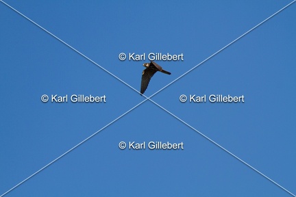 Karl-Gillebert-faucon-hobereau-Falco-subbuteo-1904