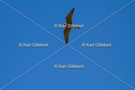 Karl-Gillebert-faucon-hobereau-Falco-subbuteo-1922