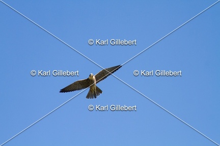 Karl-Gillebert-faucon-hobereau-Falco-subbuteo-1928