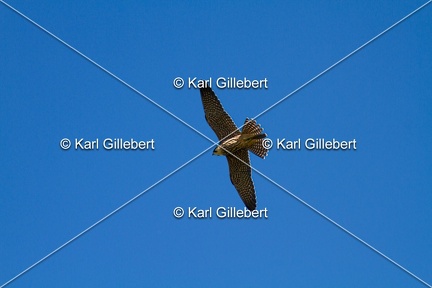 Karl-Gillebert-faucon-hobereau-Falco-subbuteo-1937