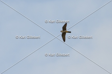 Karl-Gillebert-faucon-hobereau-Falco-subbuteo-3733