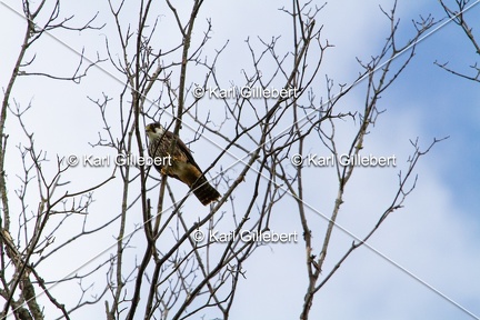 Karl-Gillebert-faucon-hobereau-Falco-subbuteo-7526