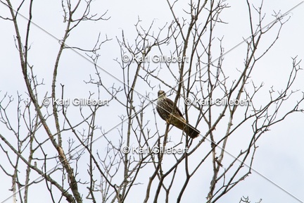 Karl-Gillebert-faucon-hobereau-Falco-subbuteo-7569