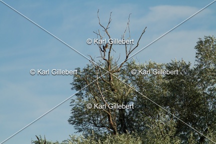 Karl-Gillebert-faucon-hobereau-Falco-subbuteo-1871