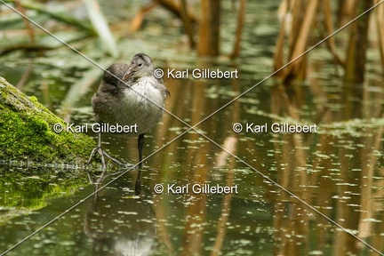 Karl-Gillebert-Gallinule-poule-d-eau-Gallinula-chloropus-0640