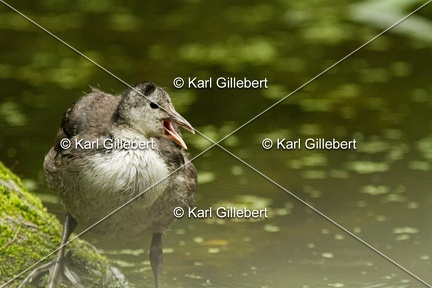 Karl-Gillebert-Gallinule-poule-d-eau-Gallinula-chloropus-0642