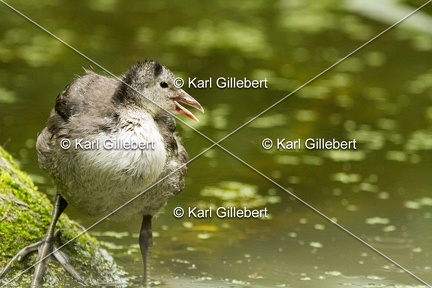 Karl-Gillebert-Gallinule-poule-d-eau-Gallinula-chloropus-0649