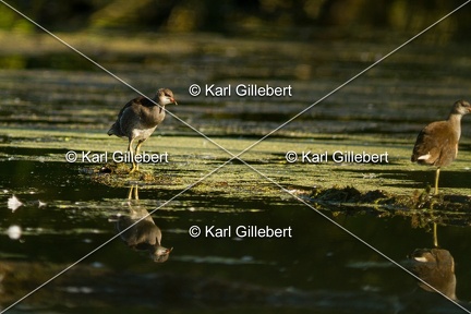 Karl-Gillebert-Gallinule-poule-d-eau-Gallinula-chloropus-7031