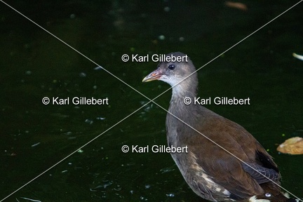 Karl-Gillebert-Gallinule-poule-d-eau-Gallinula-chloropus-8328