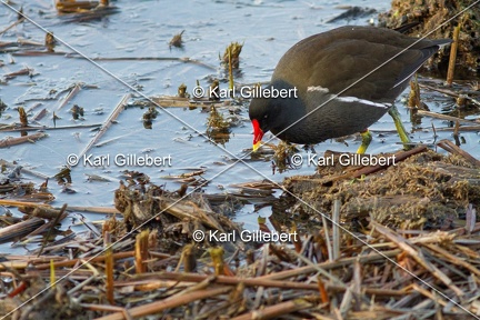 Karl-Gillebert-Gallinule-poule-d-eau-Gallinula-chloropus-1618