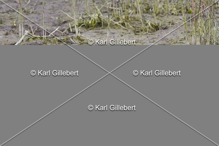 Karl-Gillebert-Gallinule-poule-d-eau-Gallinula-chloropus-4345