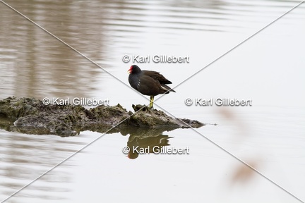 Karl-Gillebert-Gallinule-poule-d-eau-Gallinula-chloropus-4844