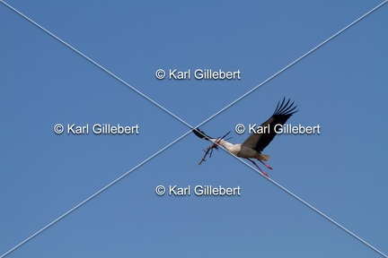 Karl-Gillebert-Cigogne-blanche-Ciconia-ciconia-2014