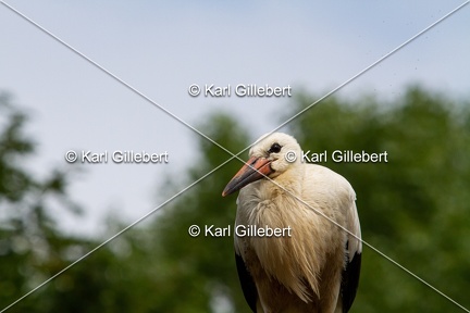 Karl-Gillebert-Cigogne-blanche-Ciconia-ciconia-3766