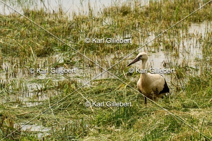 Karl-Gillebert-Cigogne-blanche-Ciconia-ciconia-5489