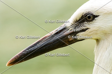 Karl-Gillebert-Cigogne-blanche-Ciconia-ciconia-6063