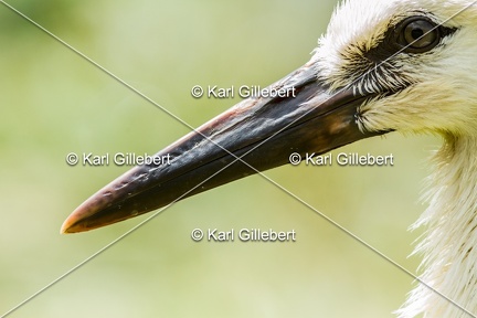 Karl-Gillebert-Cigogne-blanche-Ciconia-ciconia-6070