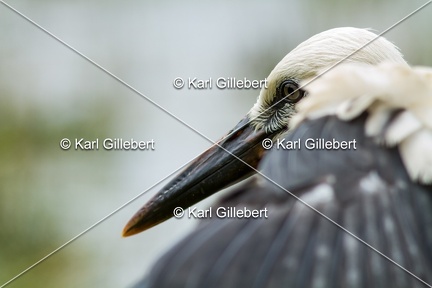 Karl-Gillebert-Cigogne-blanche-Ciconia-ciconia-6107