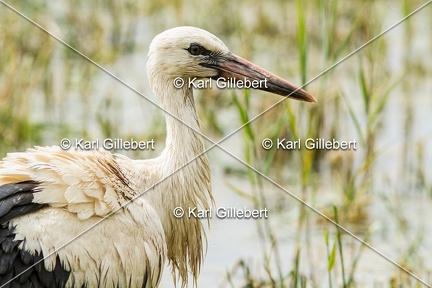 Karl-Gillebert-Cigogne-blanche-Ciconia-ciconia-5588