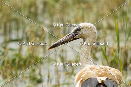 Karl-Gillebert-Cigogne-blanche-Ciconia-ciconia-5600