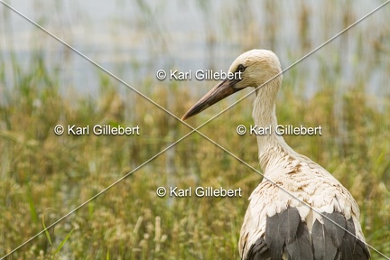 Karl-Gillebert-Cigogne-blanche-Ciconia-ciconia-5631