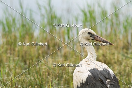 Karl-Gillebert-Cigogne-blanche-Ciconia-ciconia-5640