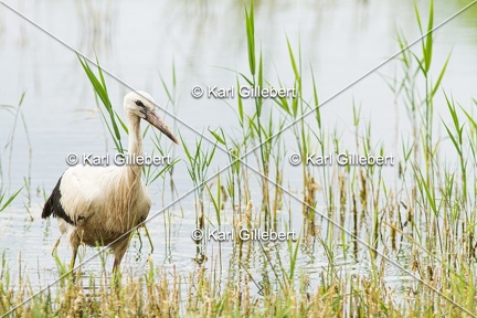 Karl-Gillebert-Cigogne-blanche-Ciconia-ciconia-5684