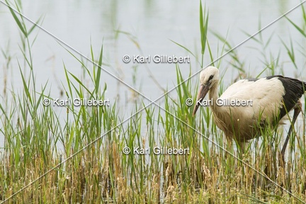 Karl-Gillebert-Cigogne-blanche-Ciconia-ciconia-5690