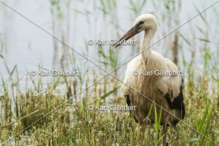 Karl-Gillebert-Cigogne-blanche-Ciconia-ciconia-5710