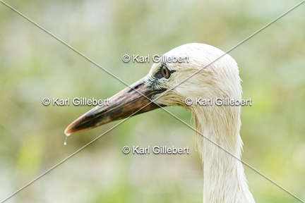 Karl-Gillebert-Cigogne-blanche-Ciconia-ciconia-5744