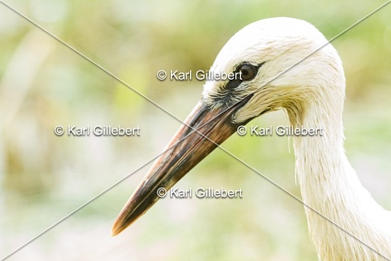 Karl-Gillebert-Cigogne-blanche-Ciconia-ciconia-5761