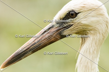 Karl-Gillebert-Cigogne-blanche-Ciconia-ciconia-5791