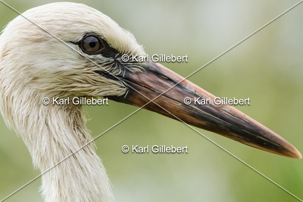 Karl-Gillebert-Cigogne-blanche-Ciconia-ciconia-5850