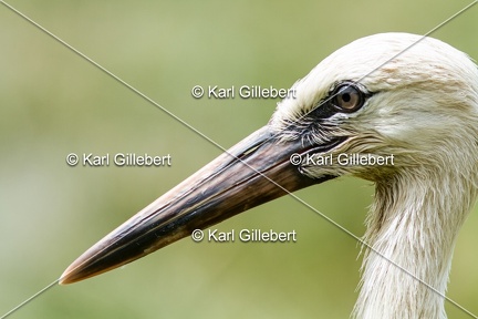 Karl-Gillebert-Cigogne-blanche-Ciconia-ciconia-5973