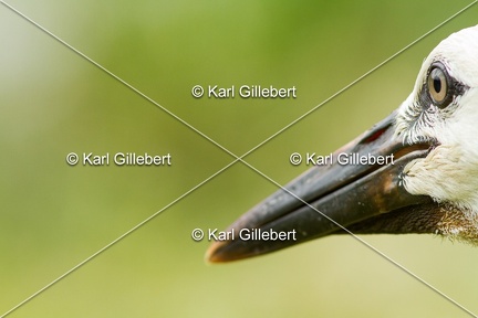 Karl-Gillebert-Cigogne-blanche-Ciconia-ciconia-6014