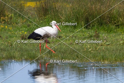 Karl-Gillebert-Cigogne-blanche-Ciconia-ciconia-8479