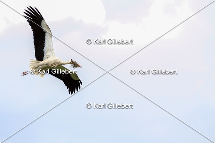 Karl-Gillebert-Cigogne-blanche-Ciconia-ciconia-6406