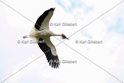 Karl-Gillebert-Cigogne-blanche-Ciconia-ciconia-6407