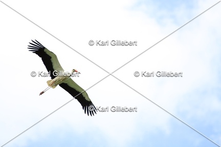 Karl-Gillebert-Cigogne-blanche-Ciconia-ciconia-6419