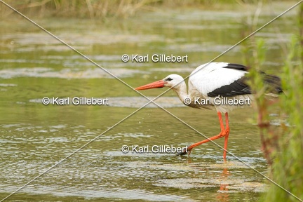 Karl-Gillebert-Cigogne-blanche-Ciconia-ciconia-6458