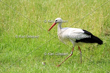 Karl-Gillebert-Cigogne-blanche-Ciconia-ciconia-6474