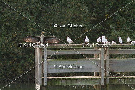 Karl-Gillebert-Grand-comoran-Phalacrocorax-carbo-1879