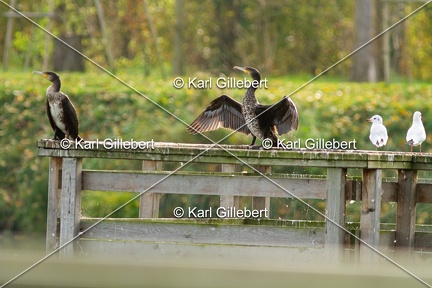 Karl-Gillebert-Grand-comoran-Phalacrocorax-carbo-1888