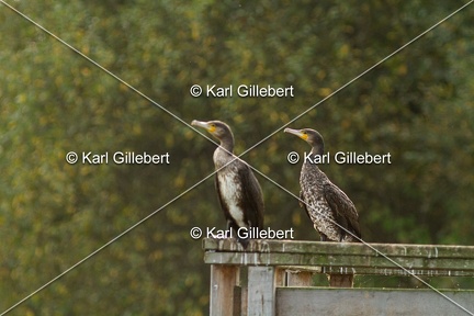 Karl-Gillebert-Grand-comoran-Phalacrocorax-carbo-1906