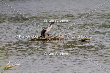 Karl-Gillebert-Grand-comoran-Phalacrocorax-carbo-3569