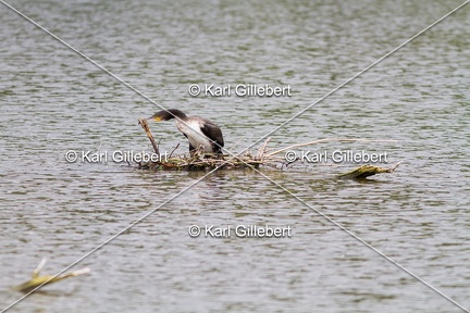 Karl-Gillebert-Grand-comoran-Phalacrocorax-carbo-3581