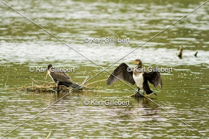 Karl-Gillebert-Grand-comoran-Phalacrocorax-carbo-3778