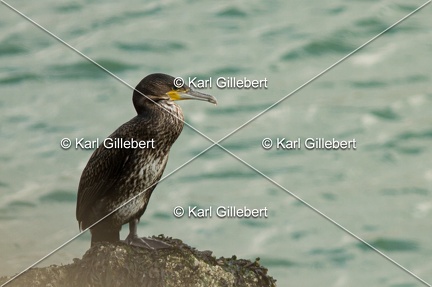 Karl-Gillebert-Grand-comoran-Phalacrocorax-carbo-8378